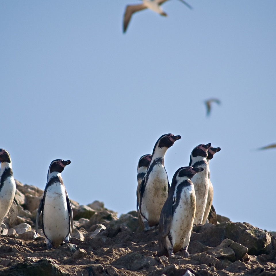 Die vielfältige Welt der Inkas